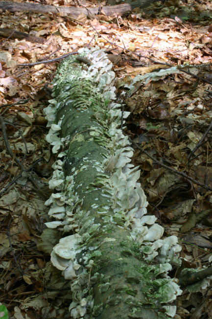 Trichaptum biforme ? (Trichaptum biforme)